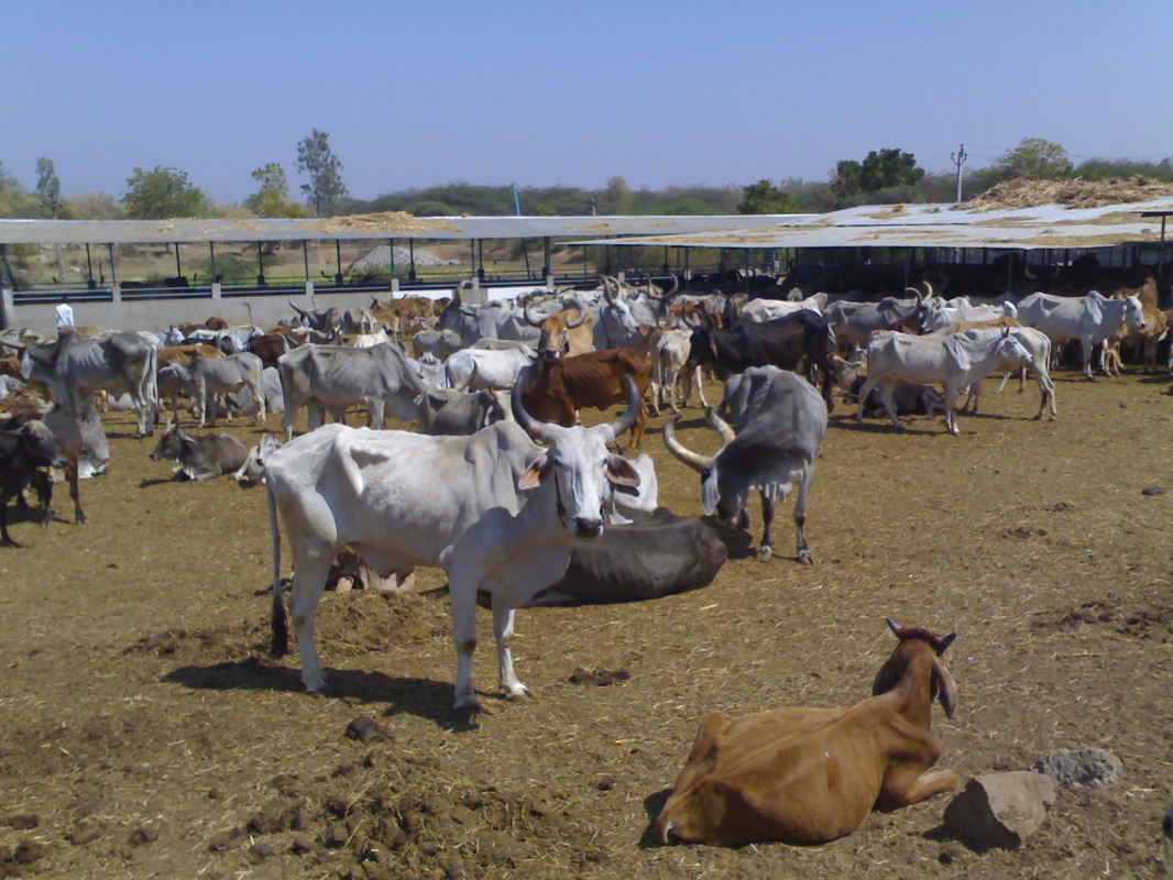Godhra Panjarapole Shelters 1,000 Rescued Cattle, Calls for Community Support