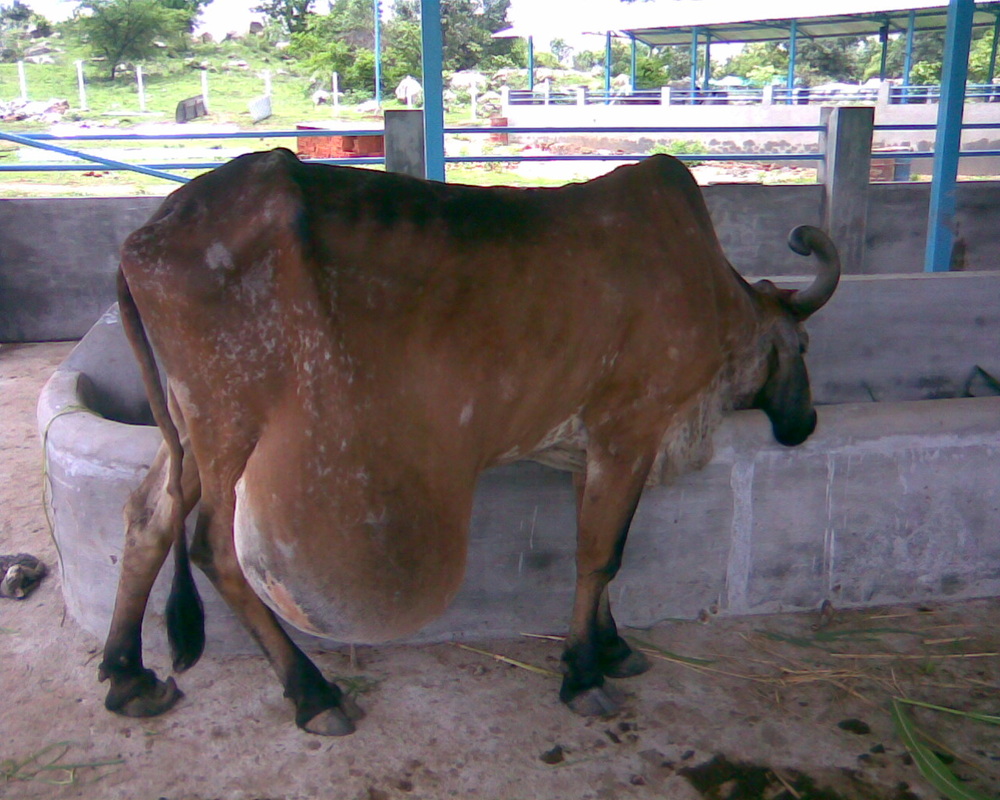 ગોપાષ્ટમી પર્વે ગૌપૂજન અને કરુણા ભાવે સેવા