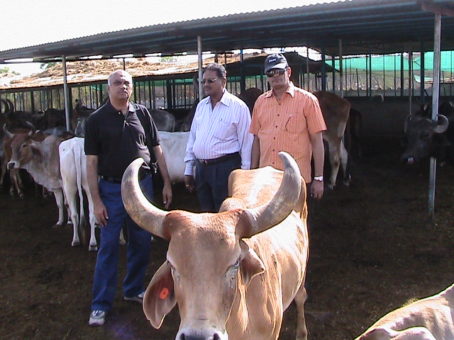 અમેરિકાથી મળ્યું અનુદાન: ડિટ્રોઇટ જૈન સમુદાયનું પંજરાપોળ પ્રત્યે દાન