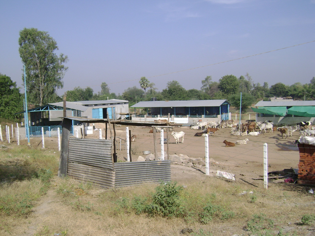 ગોધરા મંદિર ખાતે ચાતુર્માસ ઉજવવાની જાહેરાત