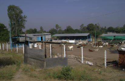 Daily life at the panjarapole