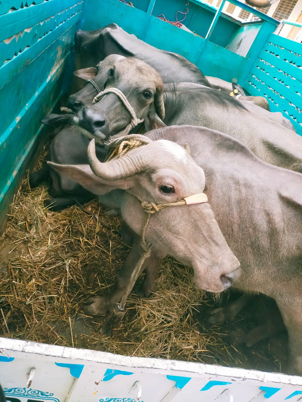 Rescued cows
